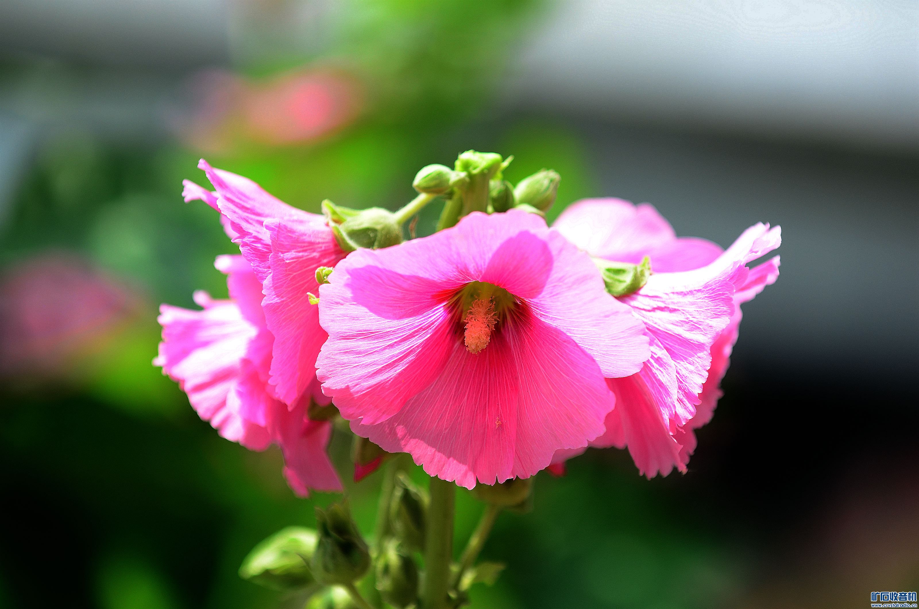 DSC_9416_@15.jpg