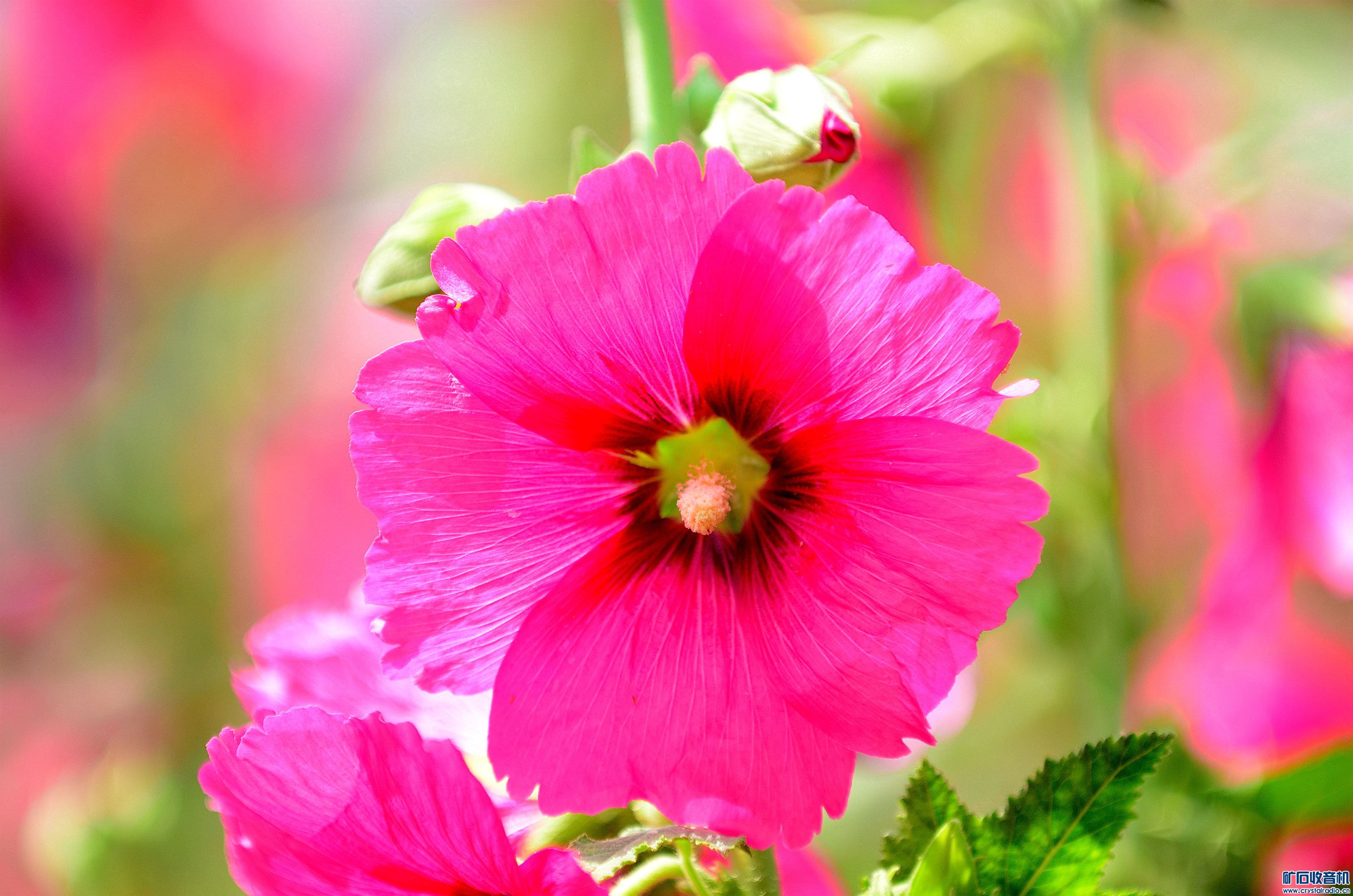 DSC_9416_@17.jpg