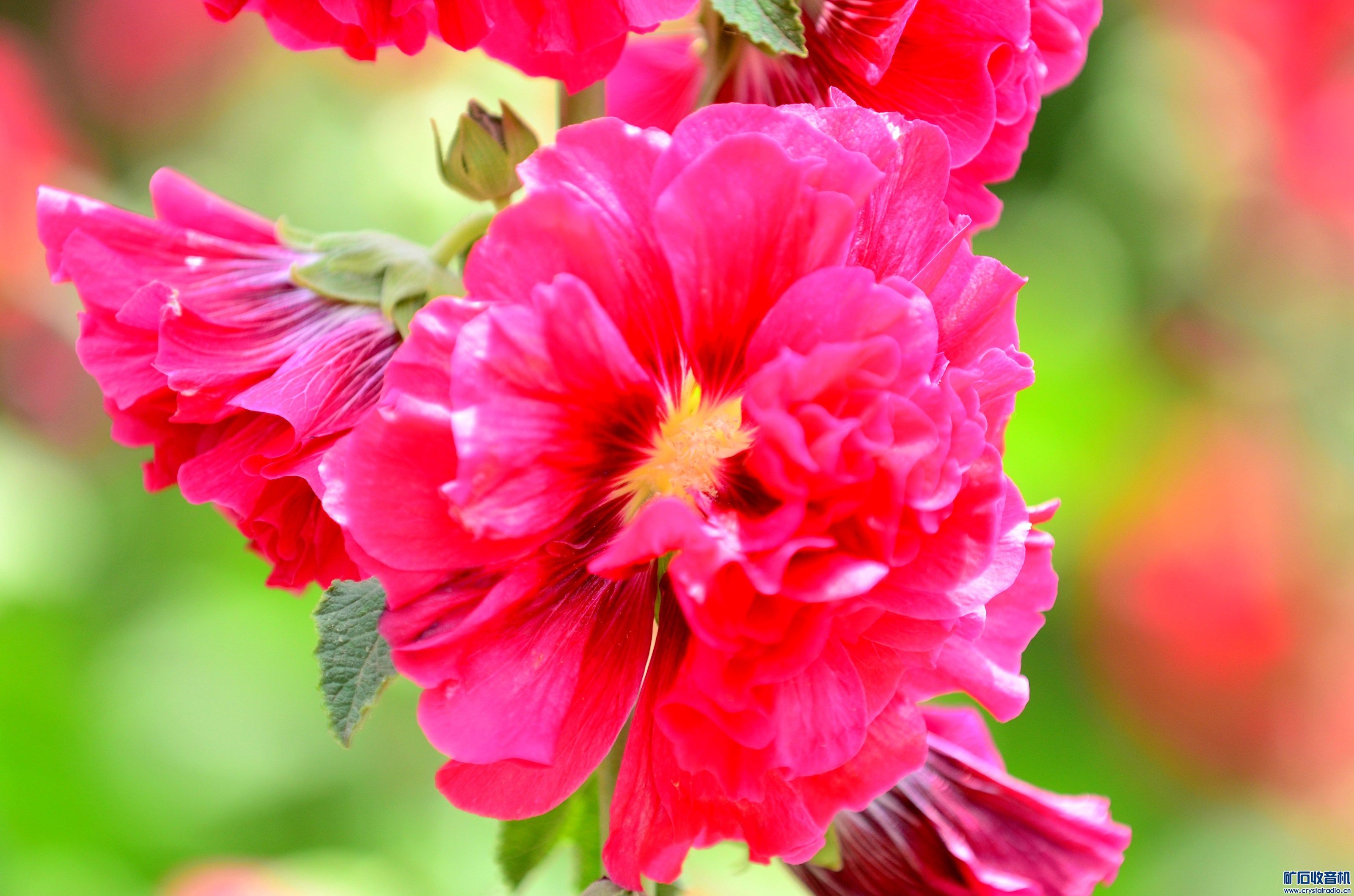 DSC_9416_@18.jpg