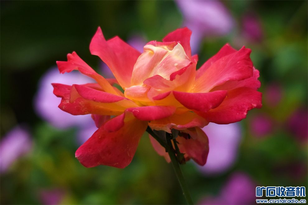 DSC_7649__.jpg