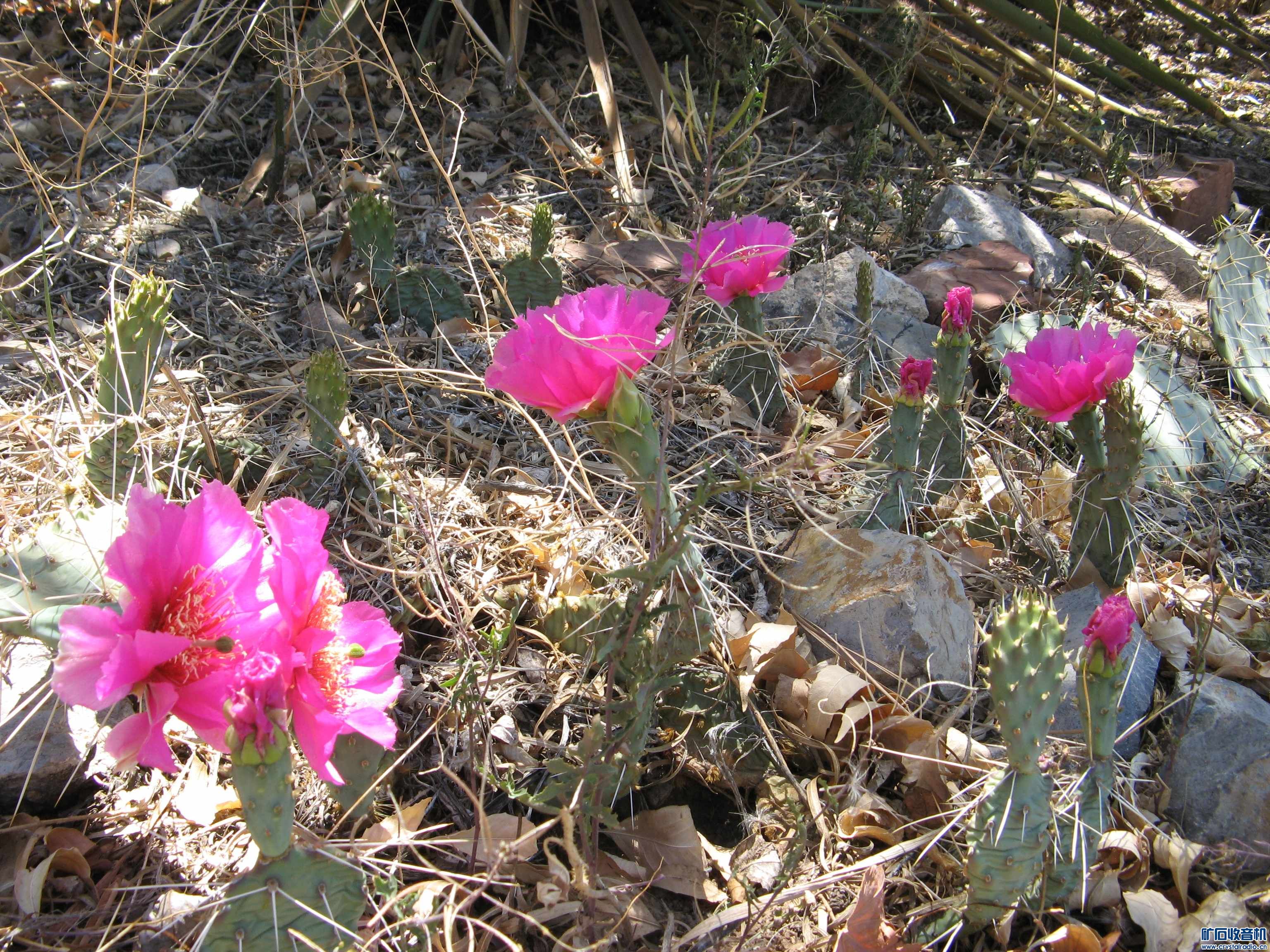 IMG_1725.JPG