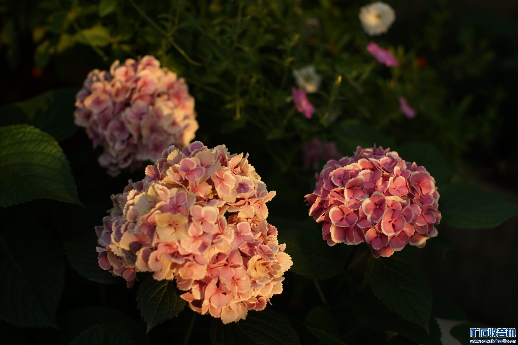 D4873EBD-F1E0-42E0-B026-ED236F8E6F74.jpeg