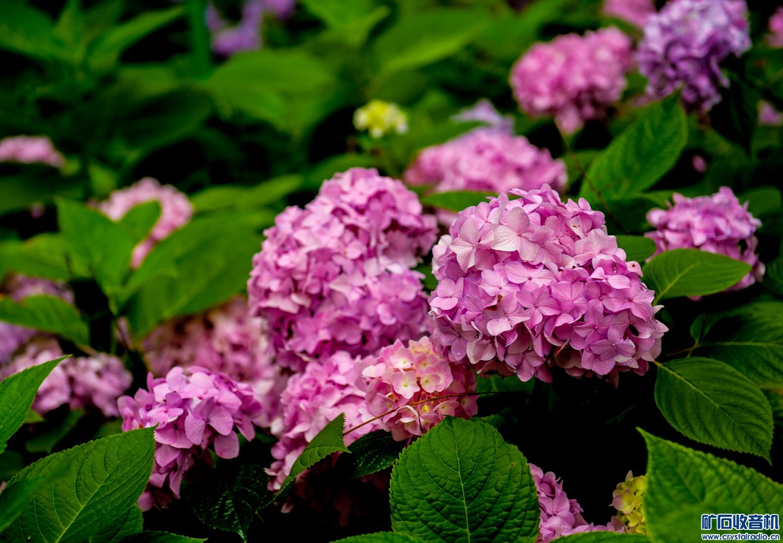 DSC_3969.JPG
