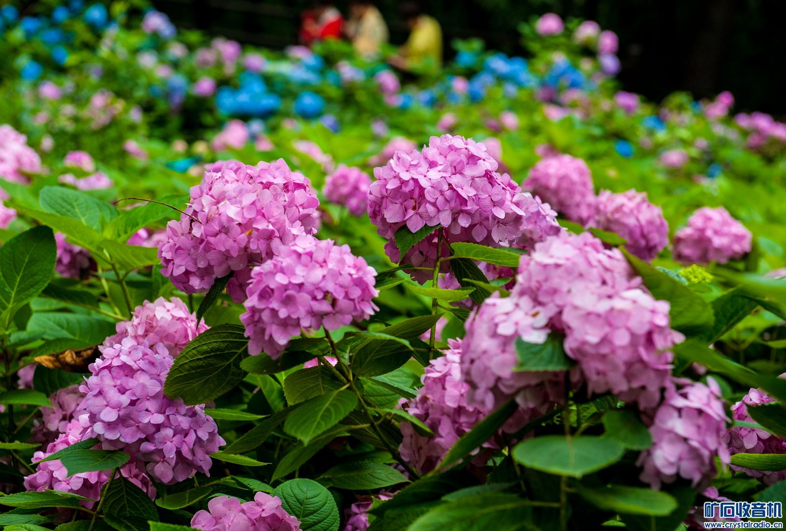 DSC_4003.JPG