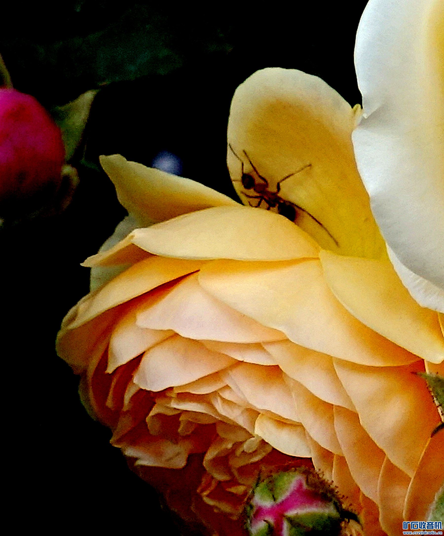 DSC05593k.jpg