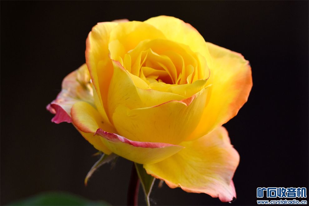 DSC_6652__.jpg