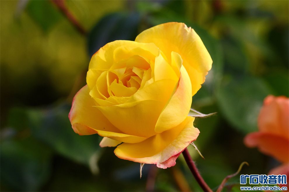 DSC_6644__.jpg