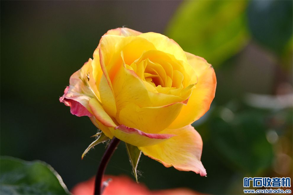 DSC_6640__.jpg