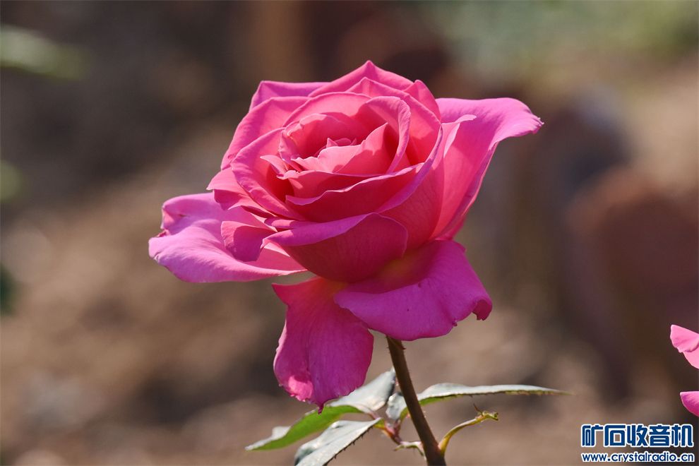 DSC_7042__.jpg