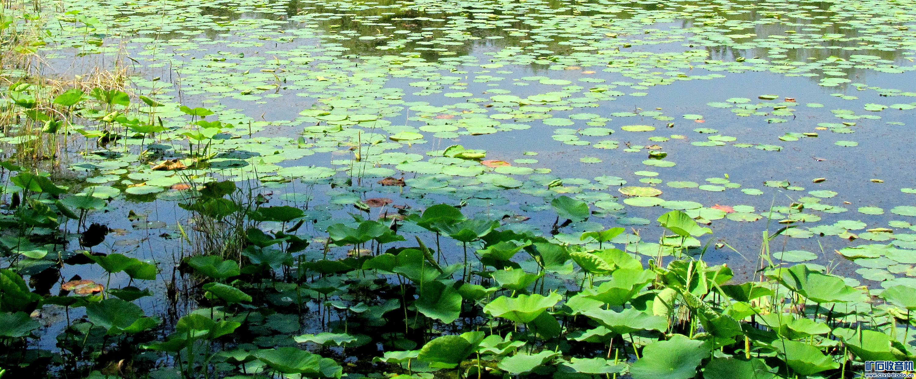 IMG_0833.jpg