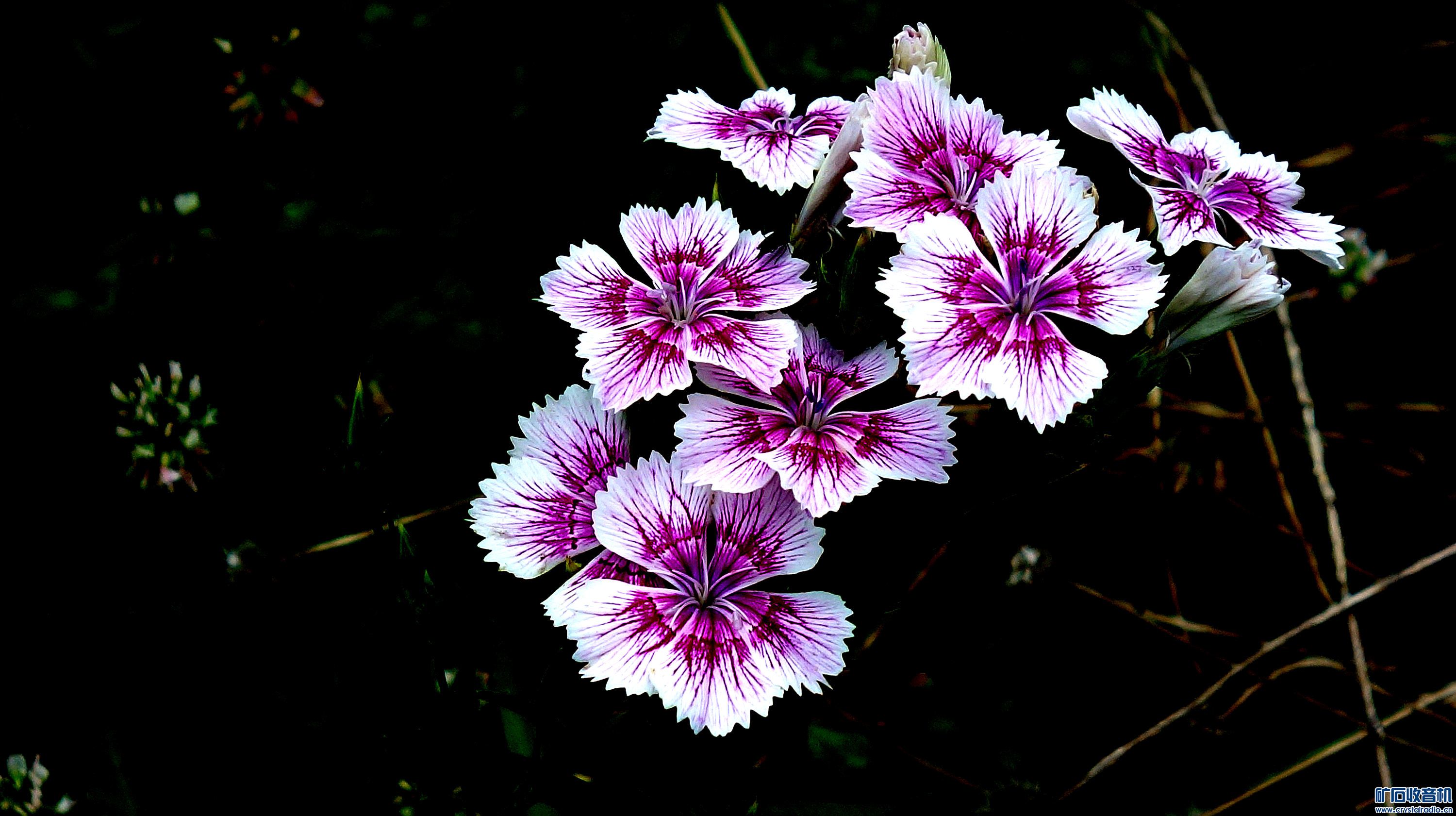 DSC06633k.jpg