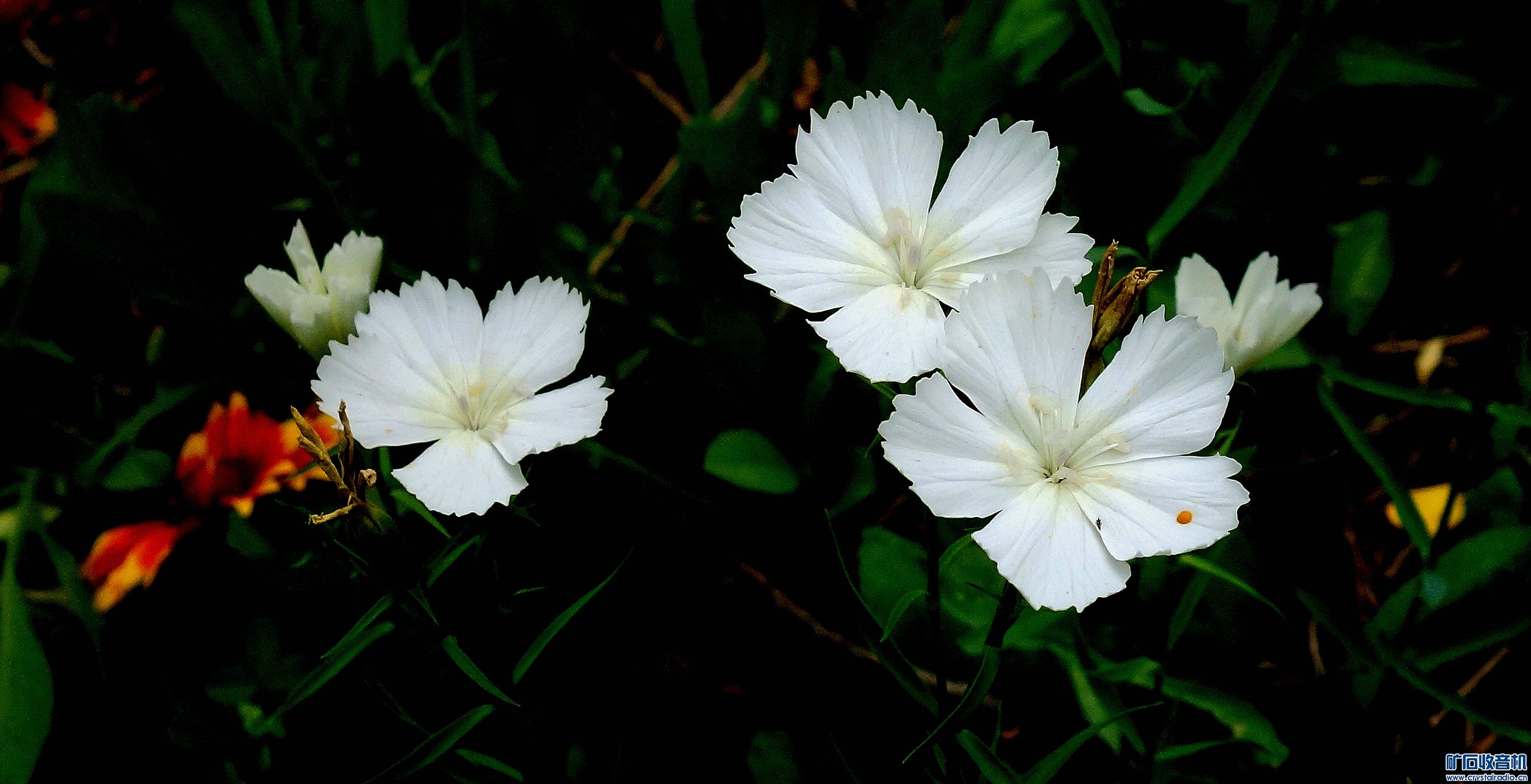 DSC06680.jpg