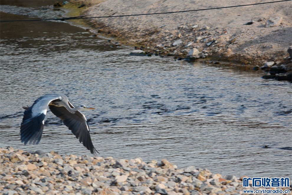 DSC_8206_.jpg