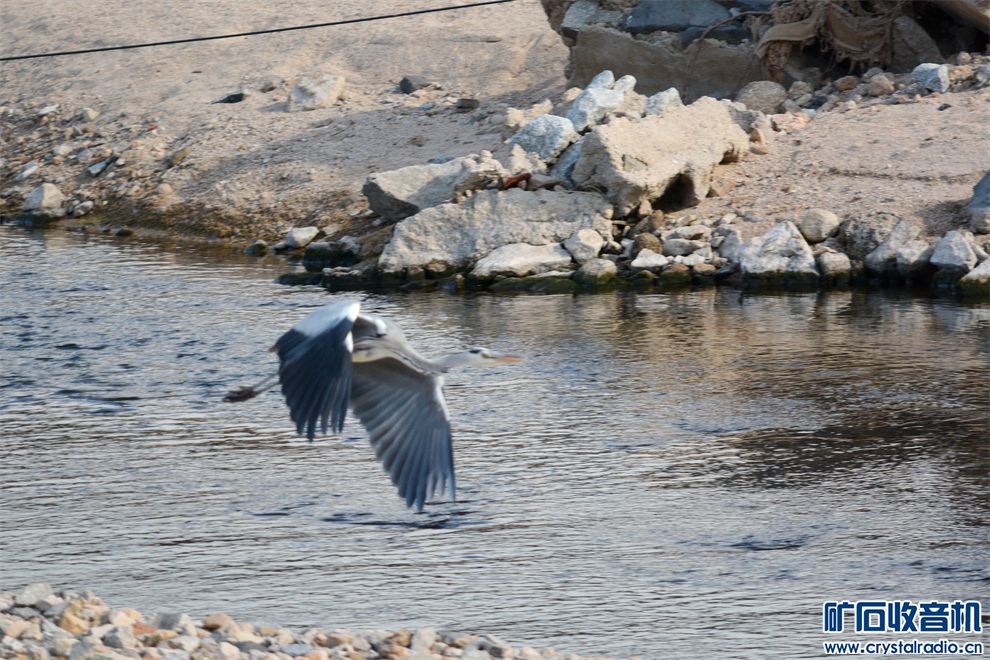 DSC_8208_.jpg