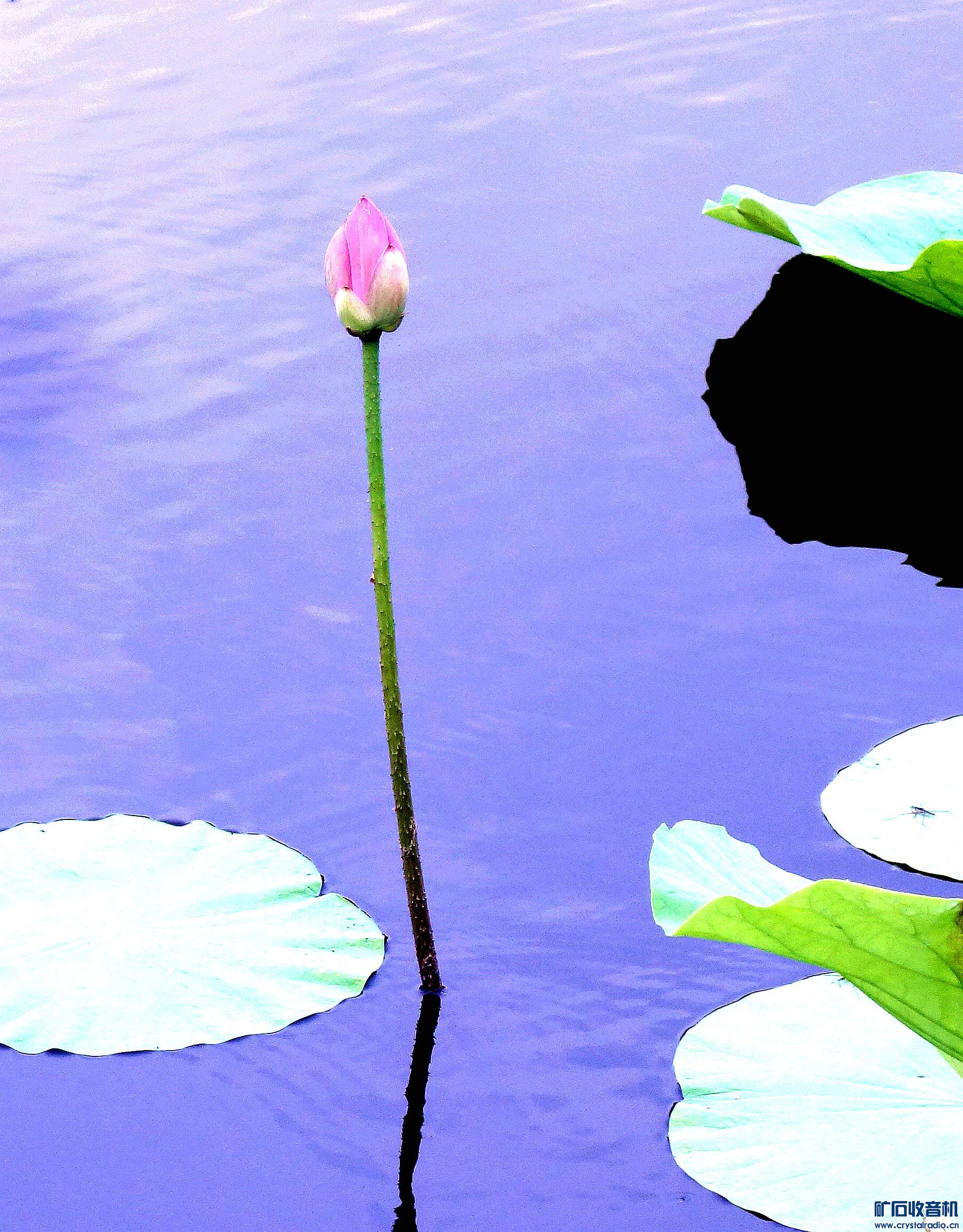 DSC07165.jpg