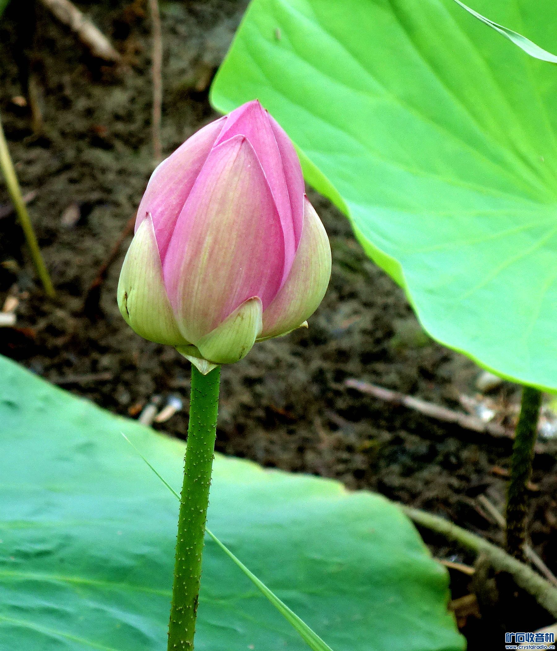 DSC07253.jpg