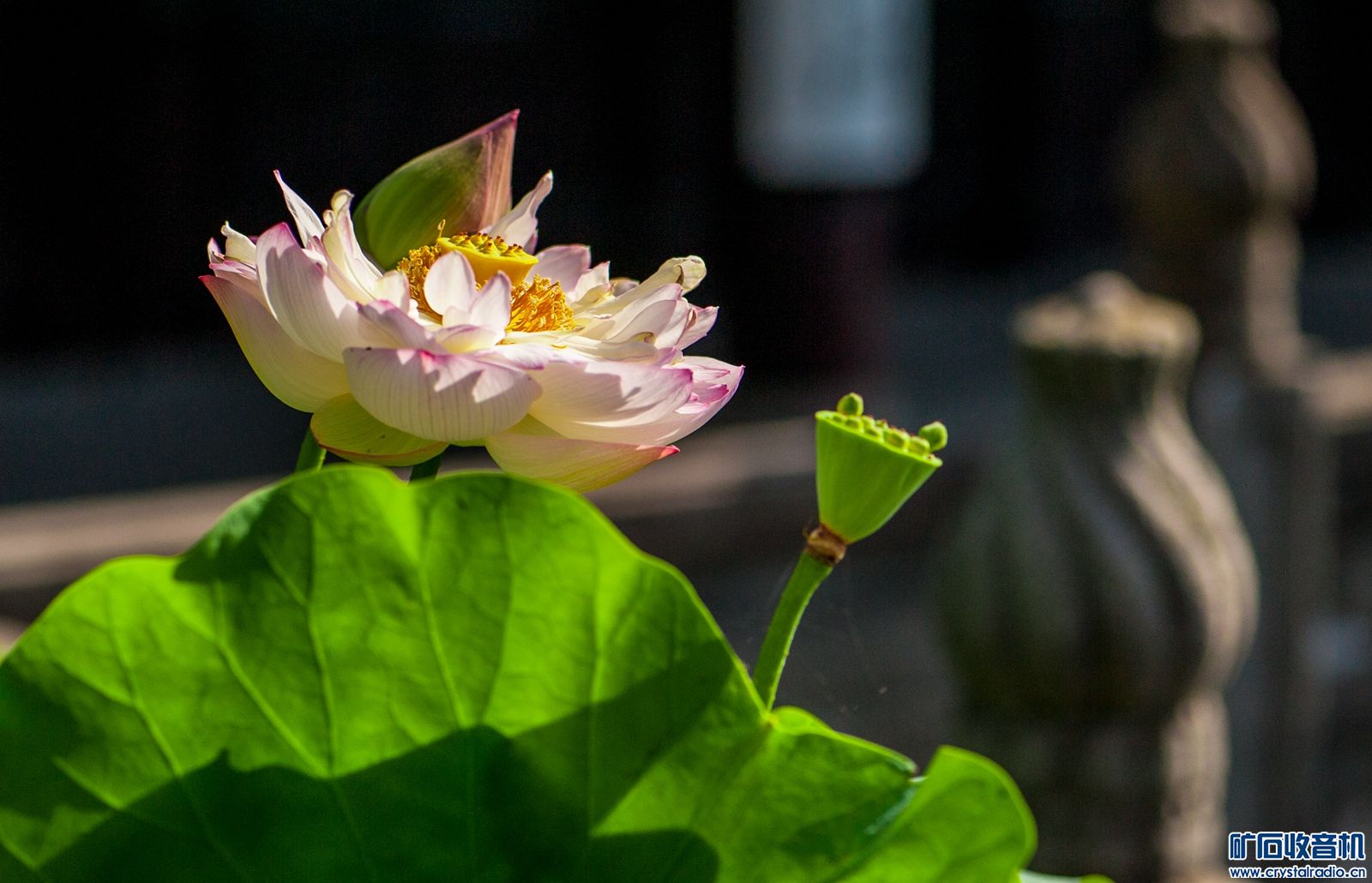 DSC_4115.JPG