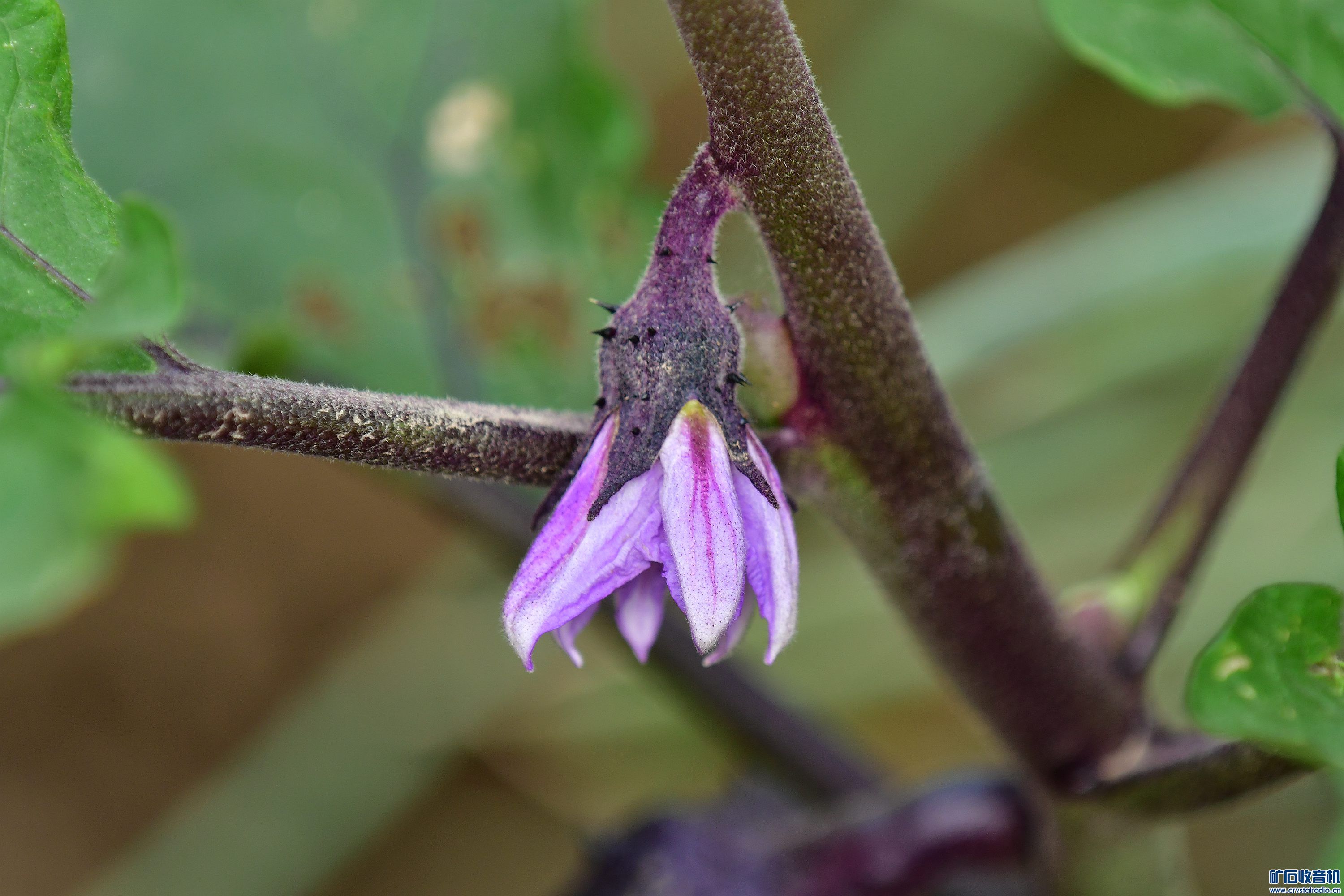 DSC_9743_.jpg