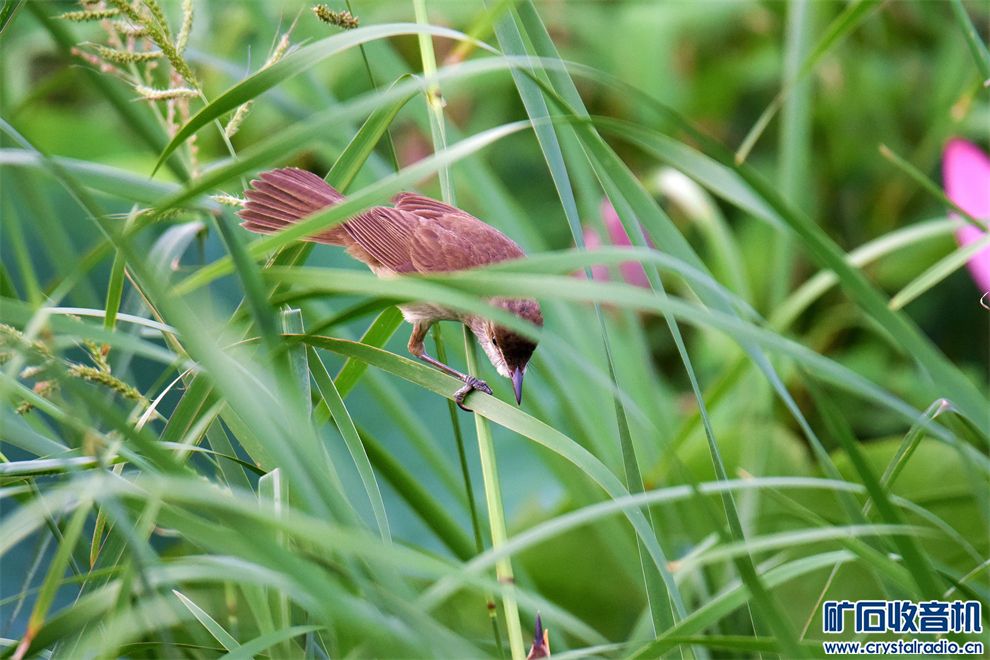 DSC_0549_.jpg