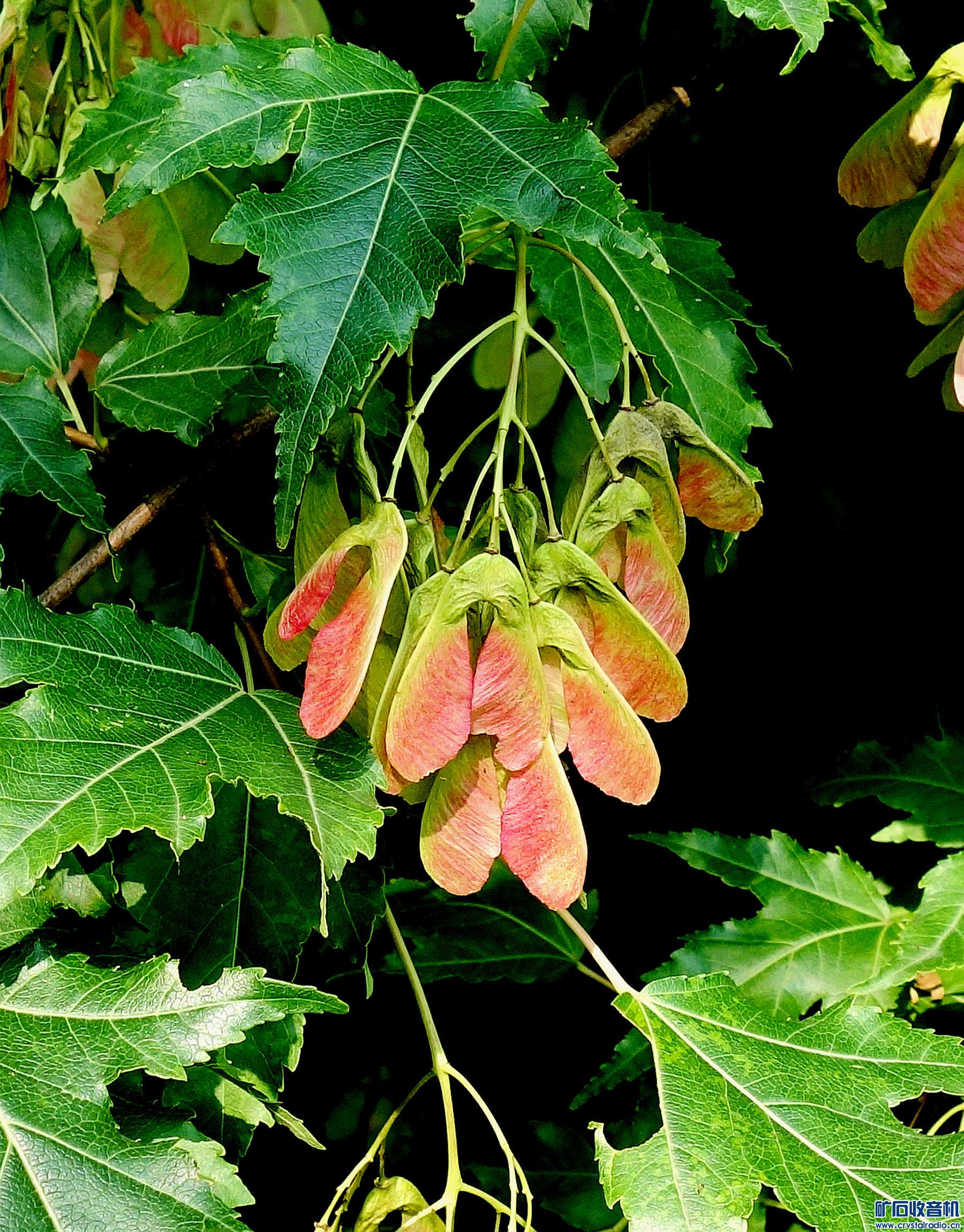 DSC08079.jpg