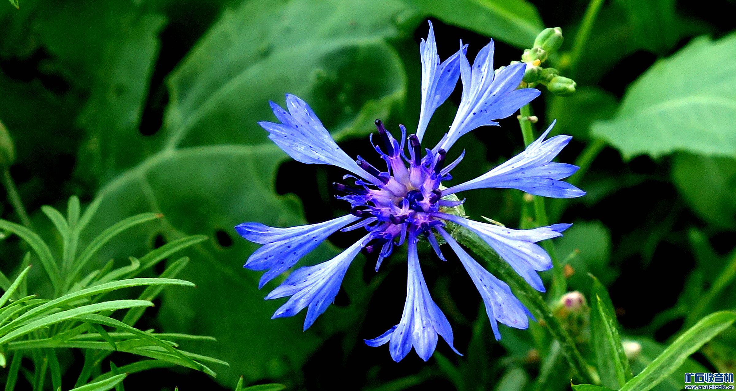 DSC07927.jpg