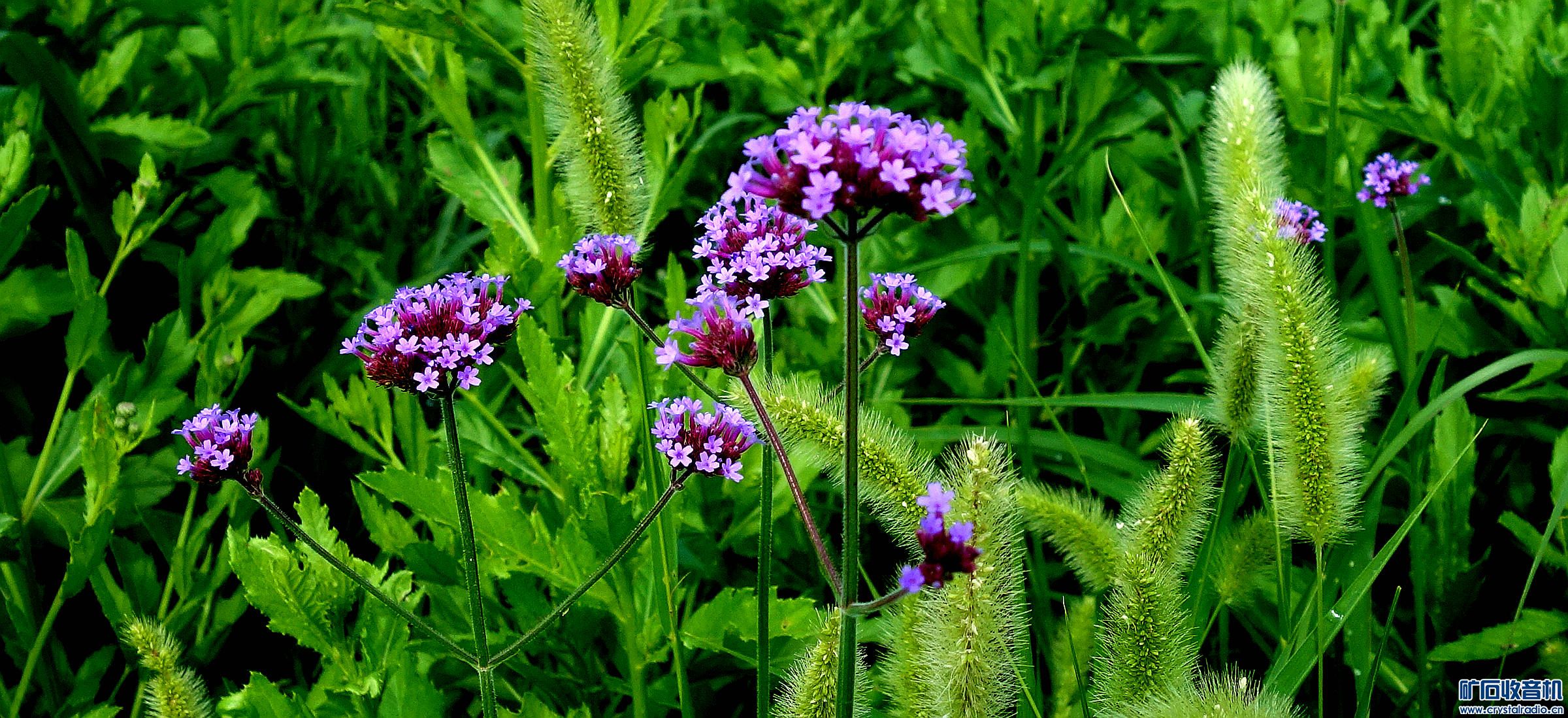DSC07981.jpg