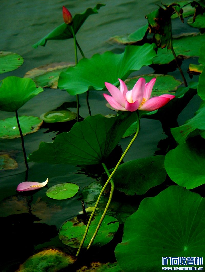 DSC00313__.jpg