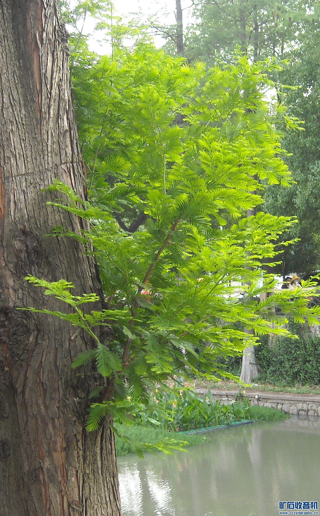 ῵ 333.jpg