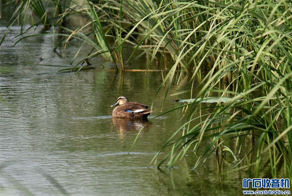 DSC_6054__.jpg