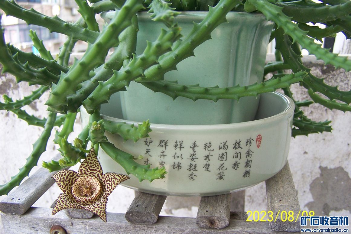 100_7392.JPG