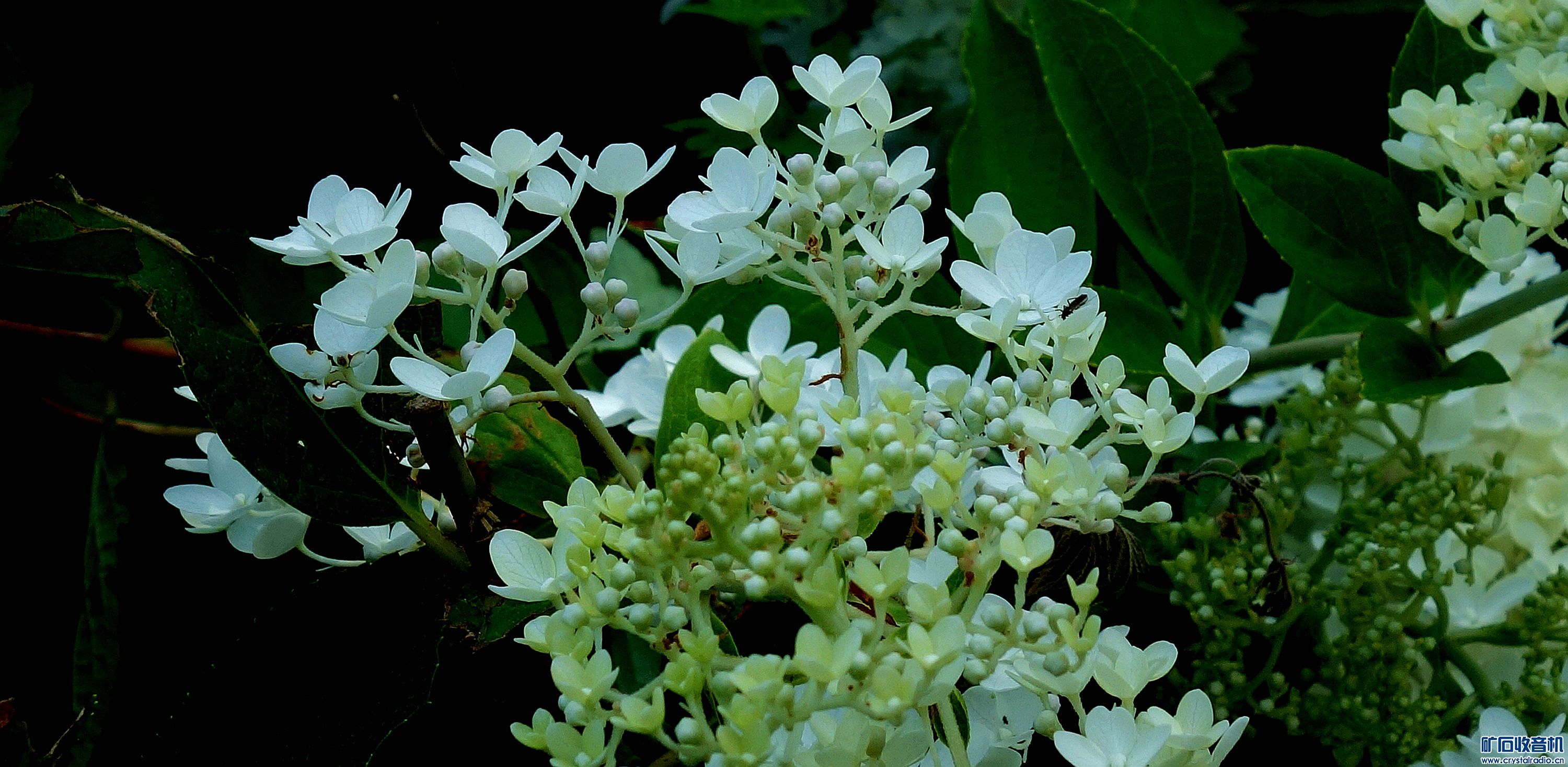 DSC09050.jpg