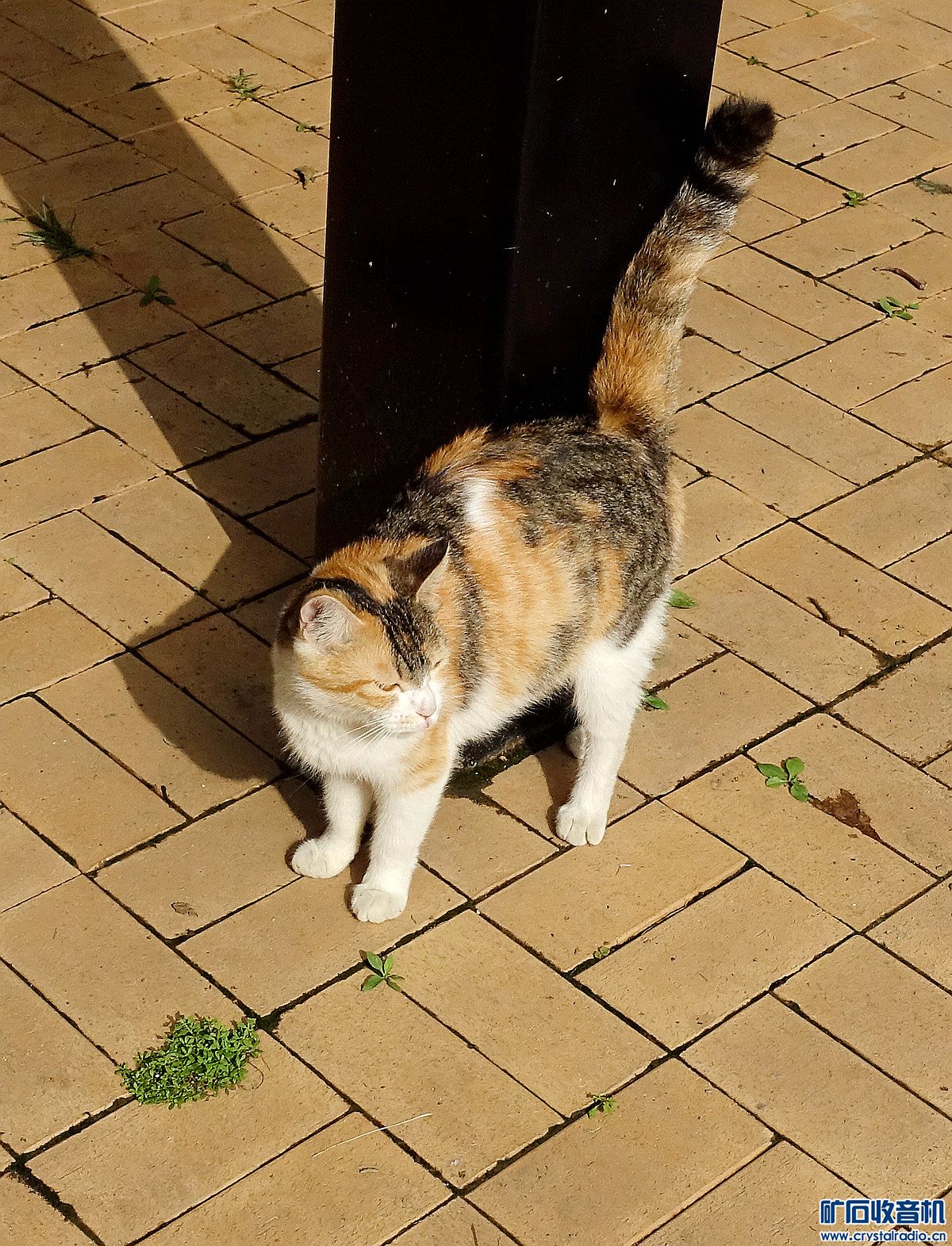 DSC08365 - .jpg