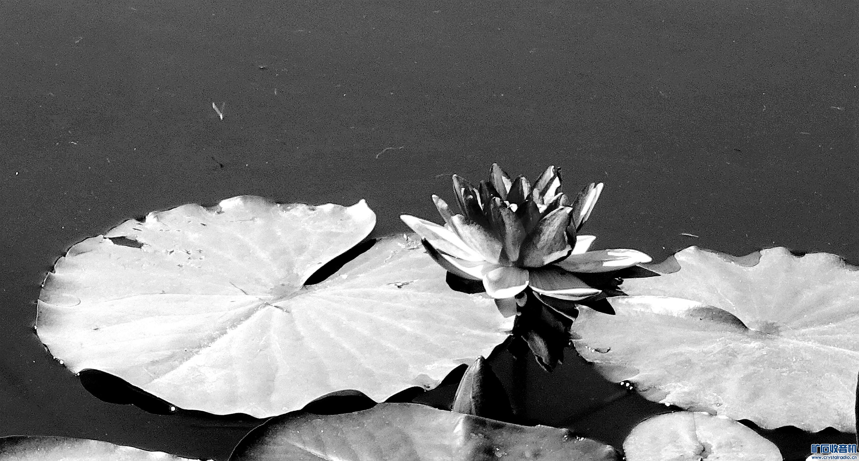 DSC00447k.jpg