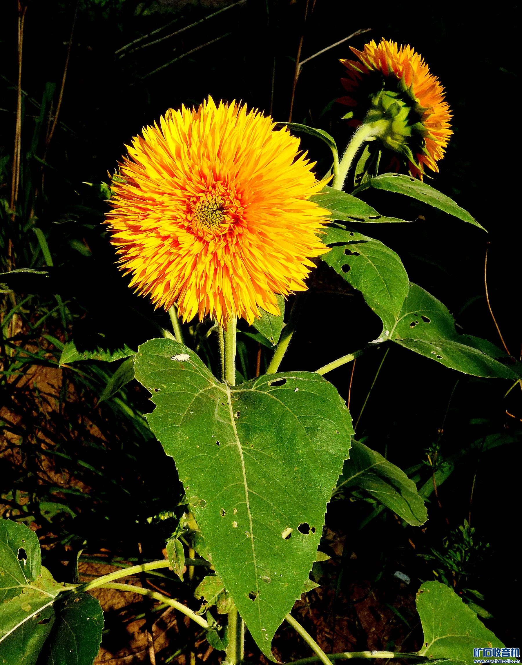 DSC09583.jpg