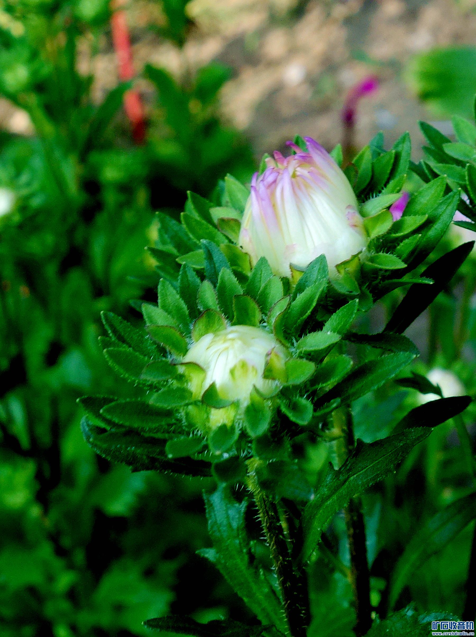 DSC09588.jpg