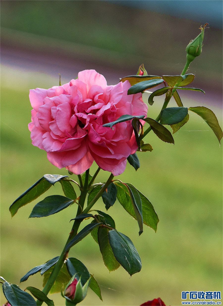 DSC_1751_.jpg