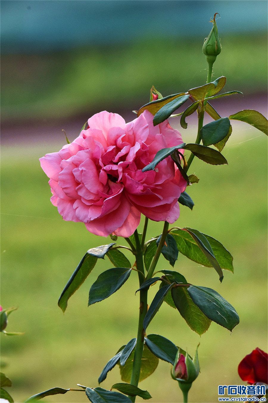 DSC_1748_.jpg