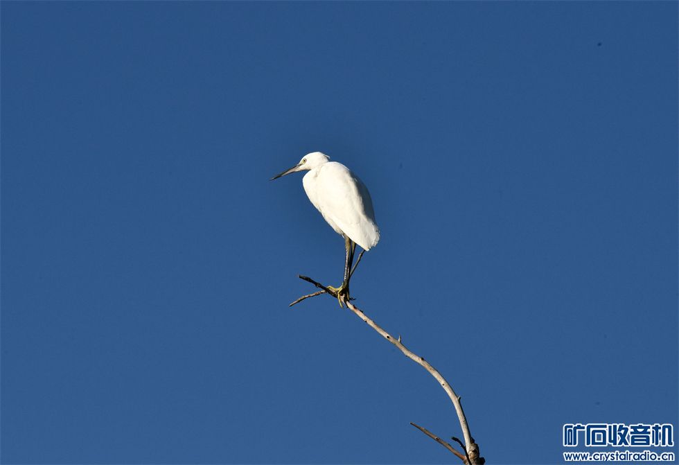 DSC_2390__.jpg