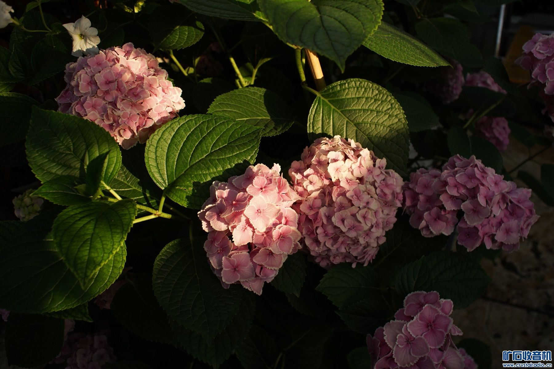 7B74DD09-3F5A-4041-8C90-B4EBF93D7949.jpeg