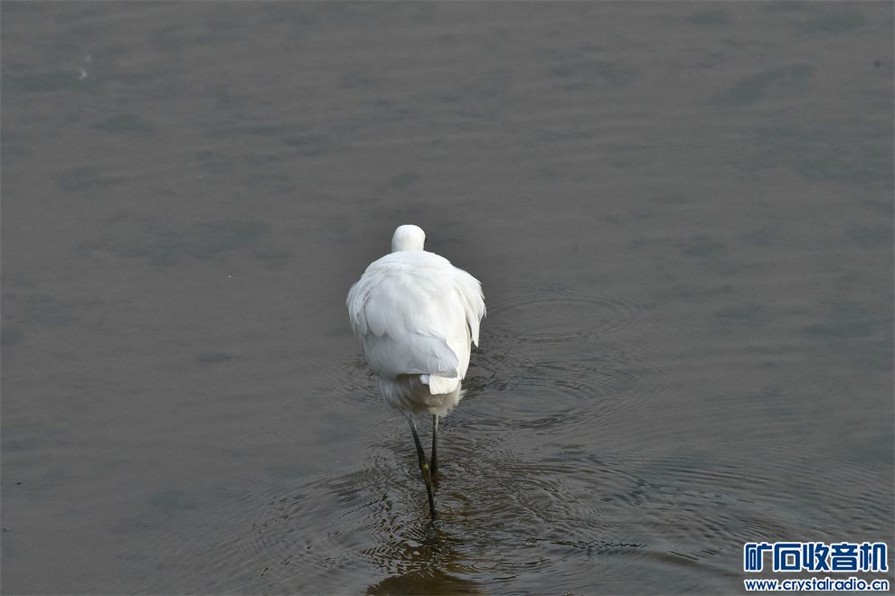 DSC_4103__.jpg
