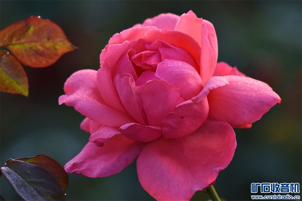 DSC_4612_.jpg