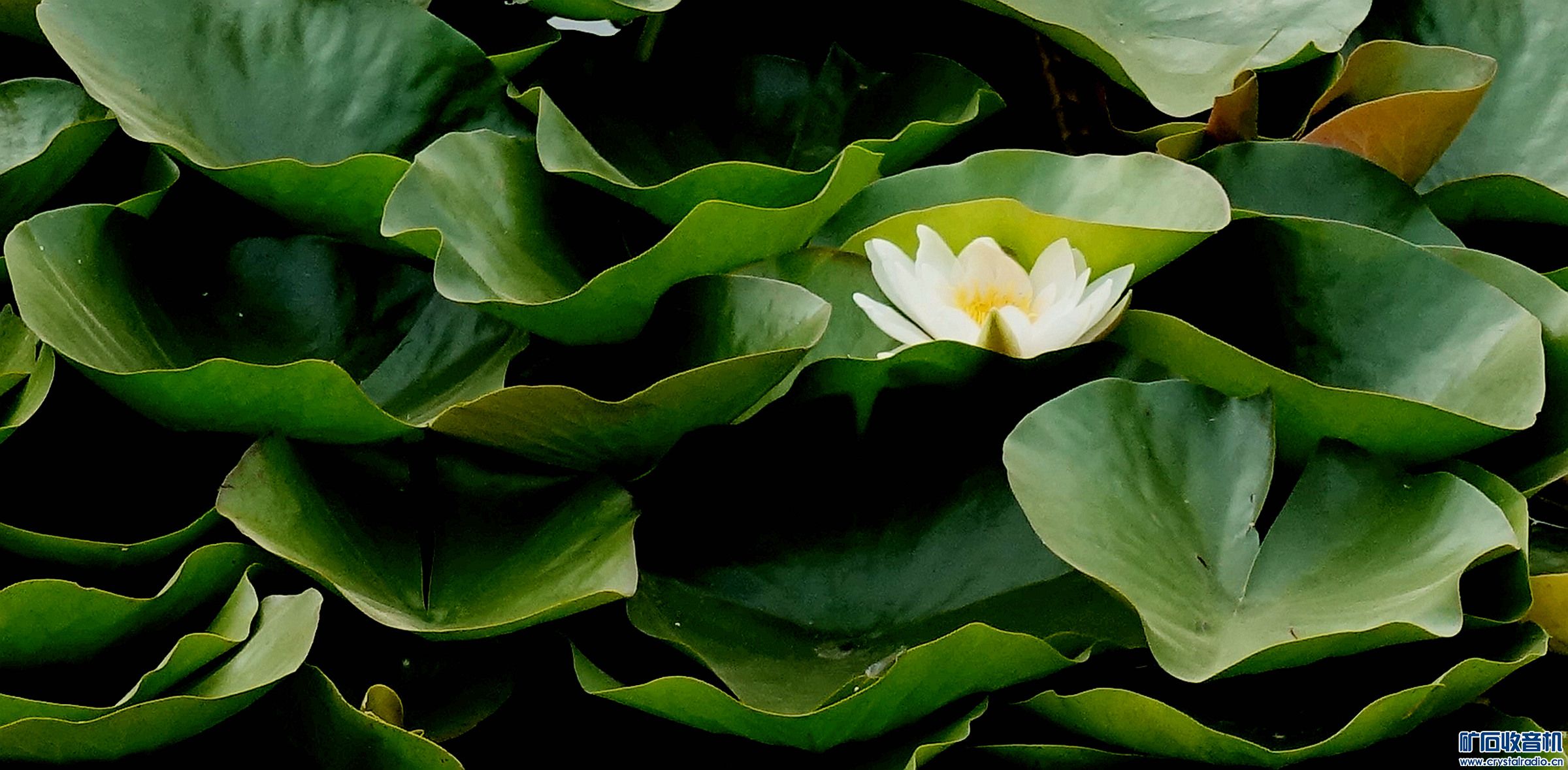 DSC01467.jpg