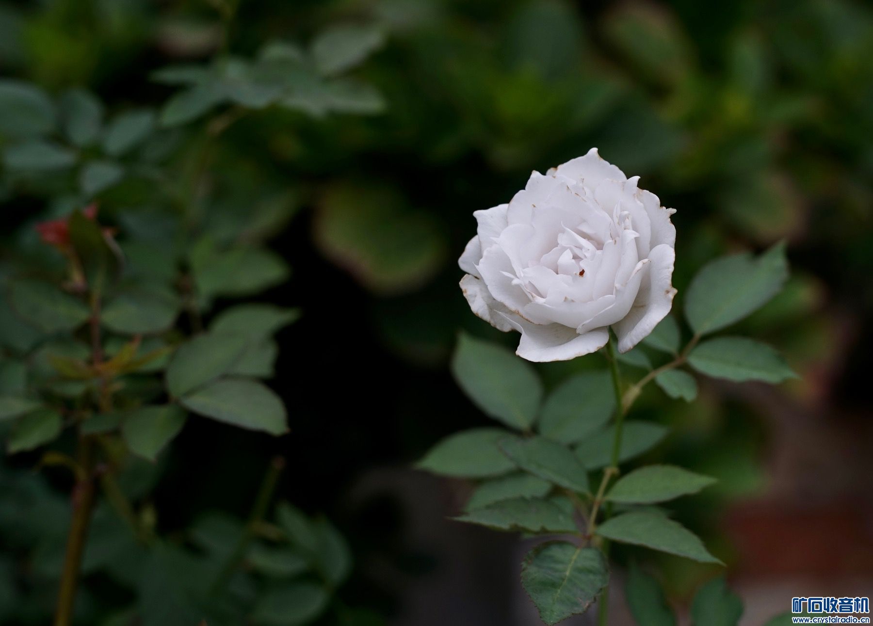 AA8A1F91-8DF8-4E9F-8907-C894242FFC60.jpeg