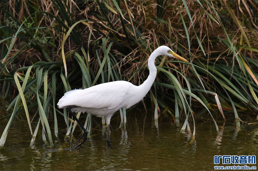 DSC_6614_.jpg