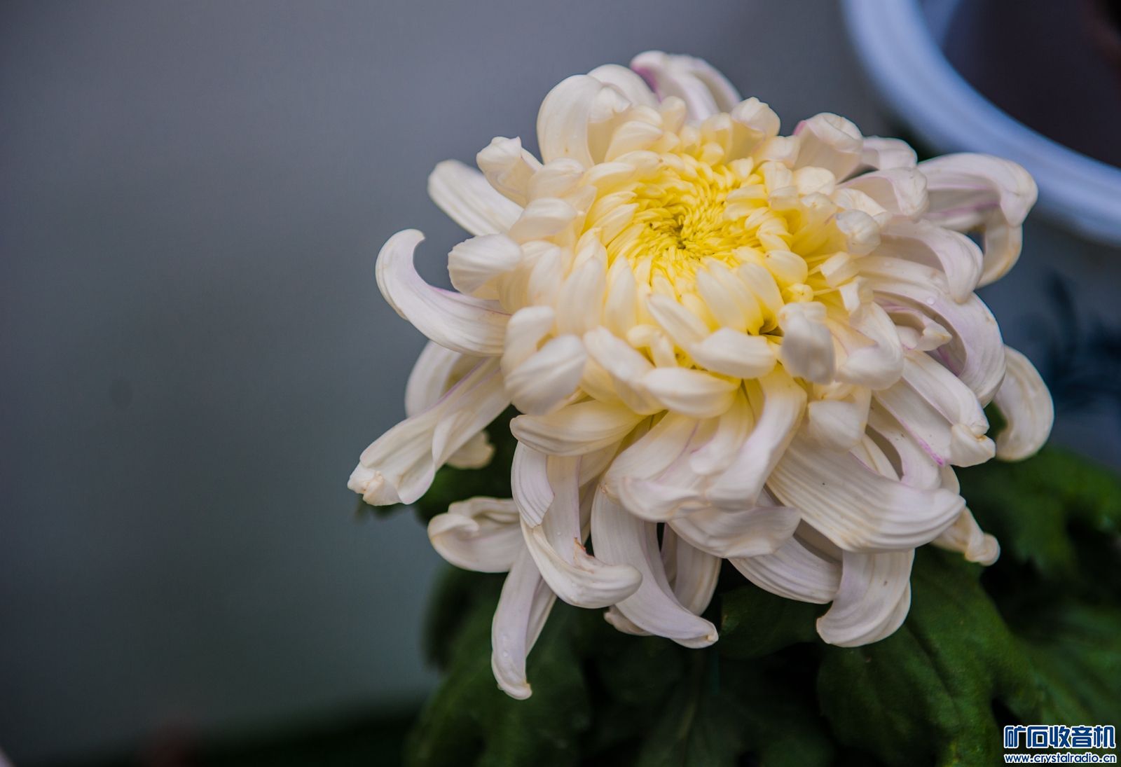 DSC_4186.JPG