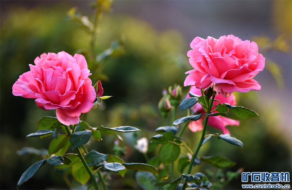 DSC_8421_.jpg