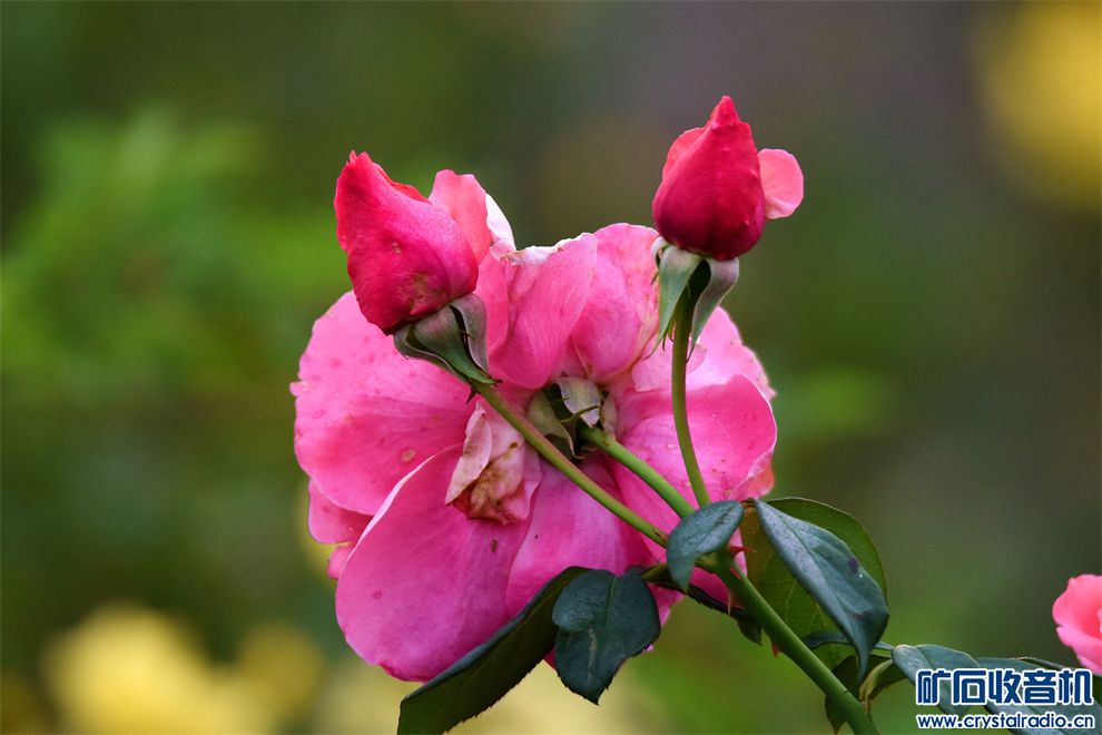 DSC_9495__.jpg