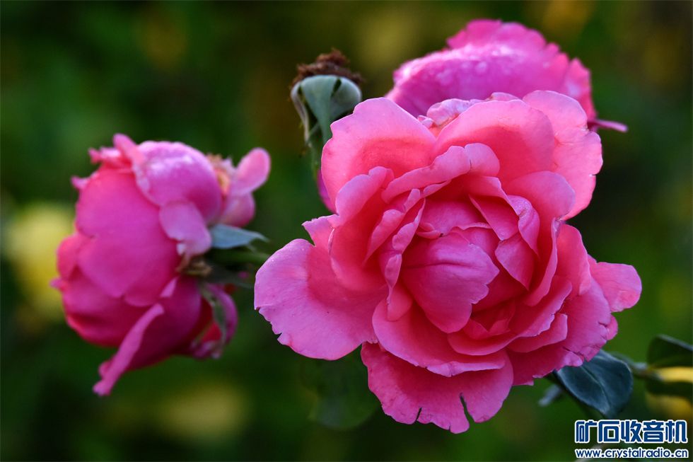 DSC_9688__.jpg