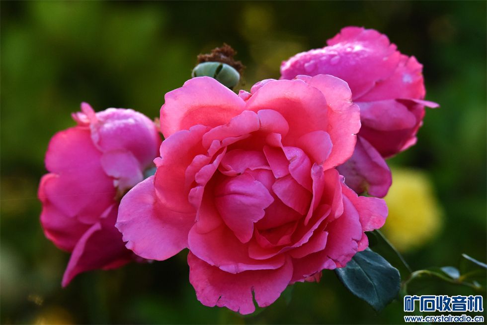DSC_9748__.jpg