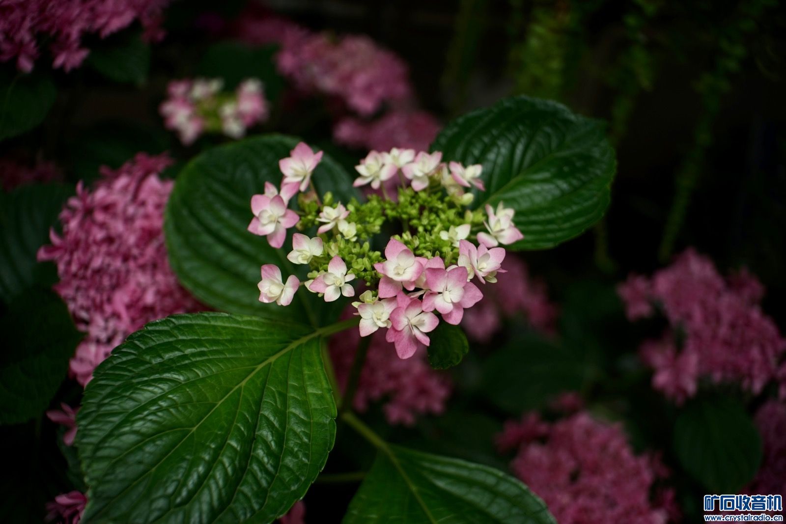189FDFF1-BD08-4338-A654-3631A18BE82E.jpeg